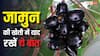 जामुन की फसल से चाहिए तगड़ा मुनाफा? बस अपनाएं ये सीक्रेट टिप्स, मिलेगा दोगुना भाव