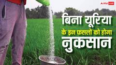 यूरिया नहीं मिला तो किन फसलों को होगा नुकसान, जानें कितनी बढ़ जाएगी लागत?