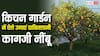 किचन गार्डन में कैसे उगा सकते हैं पाकिस्तानी कागजी नींबू, नॉर्मल नींबू से यह कितना कीमती?