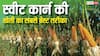 किसानों को मालामाल कर देगी स्वीट कॉर्न की खेती, जानें कैसे कमाएं मक्के से 3 गुना दाम
