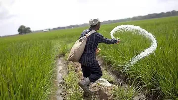 एक औसत किसान प्रति एकड़ करीब तीन बोरी यूरिया डालता है. जिसका सरकारी खर्च 800 रुपये आता है. किल्लत के समय यही खर्च बढ़कर 2400 रुपये तक पहुंच जाता है. इसके साथ ही खाद की तलाश में दूर जाने और लाइनों में लगने के कारण मजदूरी का भी नुकसान होता है. जो प्रति दिन 400-500 रुपये तक पड़ता है.