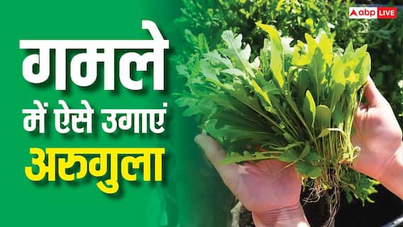 गमले में उगाएं विदेशी सलाद वाली ये हरी सब्जी, महीने भर में मिलेगा गजब का मुनाफा गमले में उगाएं विदेशी सलाद वाली ये हरी सब्जी, महीने भर में मिलेगा गजब का मुनाफा