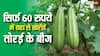 तोरई की खेती से चमकेगी किस्मत, सिर्फ 60 रुपये में घर लाएं टॉप क्वालिटी के बीज और पाएं बंपर पैदावार
