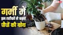 मुरझाए पौधों में फूंकें नई जान, 15 दिन में दिखेगा जादू, इन सीक्रेट फॉर्मूला से मिलेगी डबल ग्रोथ