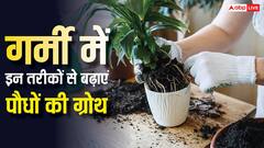मुरझाए पौधों में फूंकें नई जान, 15 दिन में दिखेगा जादू, इन सीक्रेट फॉर्मूला से मिलेगी डबल ग्रोथ