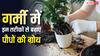 मुरझाए पौधों में फूंकें नई जान, 15 दिन में दिखेगा जादू, इन सीक्रेट फॉर्मूला से मिलेगी डबल ग्रोथ