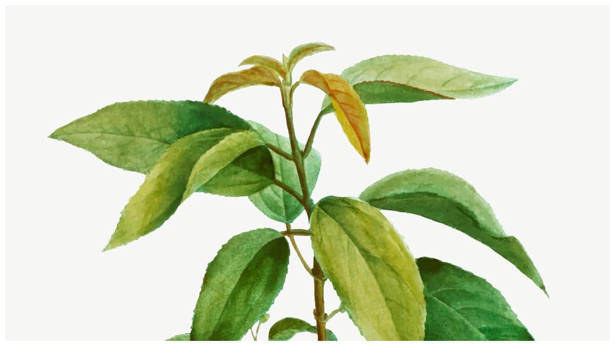 Ashwagandha Leaves Banned: అశ్వగంధ ఆకులపై నిషేధం! ఆహార ఉత్పత్తుల్లో వాడొద్దని FSSAI ఆదేశం!