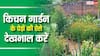गर्मी में सूख न जाएं आपके किचन गार्डन के पेड़, इन टिप्स से रहेंगे हरे-भरे