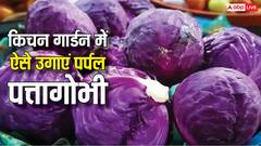 अपने किचन गार्डन में ऐसे उगाएं पर्पल पत्तागोभी, होगा शानदार फायदा
