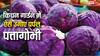 अपने किचन गार्डन में ऐसे उगाएं पर्पल पत्तागोभी, होगा शानदार फायदा
