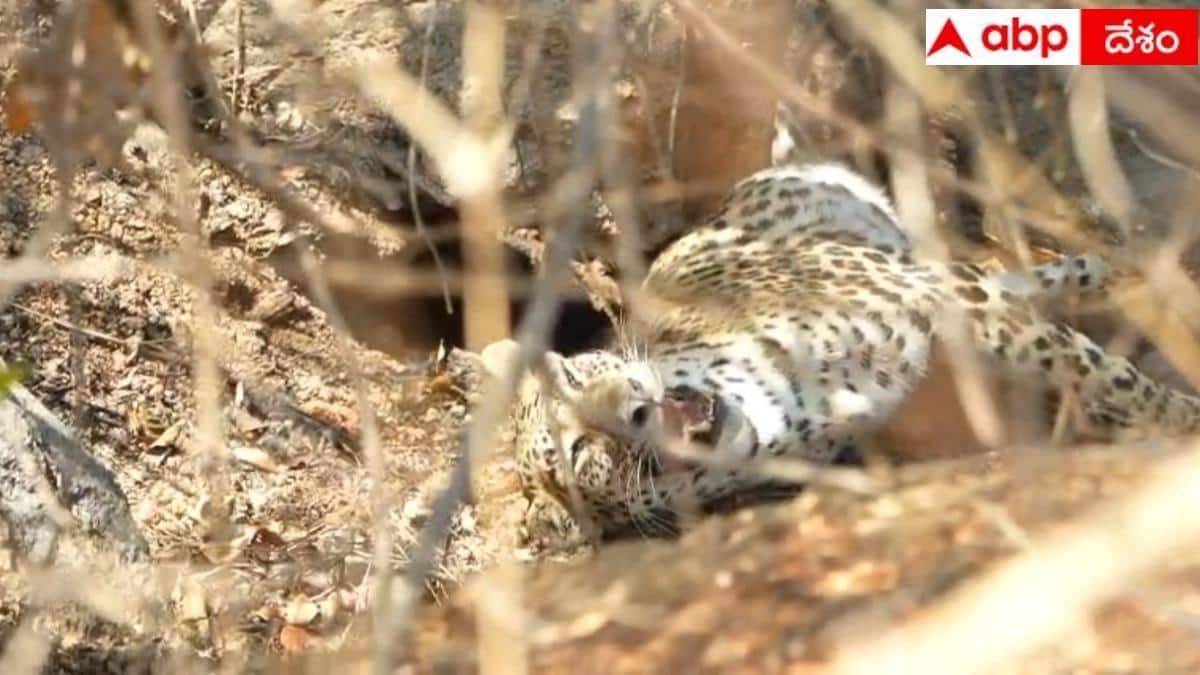 Chittoor Leopard: చిత్తూరు నడిబొడ్డున చిరుత పులుల సంచారం.. స్పృహతప్పి గాయాలతో జనావాసాల మధ్య
