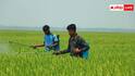 Neem Insecticide: घर पर है नीम का पौधा तो ऐसे बनाएं जैविक कीटनाशक, हजारों रुपये कम हो जाएगी खेती की लागत