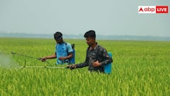 घर पर है नीम का पौधा तो ऐसे बनाएं जैविक कीटनाशक, हजारों रुपये कम हो जाएगी खेती की लागत