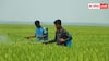 Neem Insecticide: घर पर है नीम का पौधा तो ऐसे बनाएं जैविक कीटनाशक, हजारों रुपये कम हो जाएगी खेती की लागत