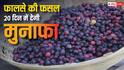 फालसा की खेती में तगड़ा मुनाफा, 20 दिन की फसल से लाखों की इनकम, जानें उगाने का सही तरीका