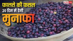 फालसा की खेती में तगड़ा मुनाफा, 20 दिन की फसल से लाखों की इनकम, जानें उगाने का सही तरीका