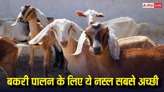 बकरी फार्म डालना चाहते हैं, जानें किस नस्ल के बकरे देंगे सबसे ज्यादा मुनाफा?