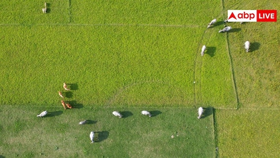 Farmers and wild animals: इन 5 तरीकों से खेत के आसपास भी नहीं भटकेंगे जंगली जानवर, दिन हो या रात बेफिक्र हो करें किसानी Farmers and wild animals: इन 5 तरीकों से खेत के आसपास भी नहीं भटकेंगे जंगली जानवर, दिन हो या रात बेफिक्र हो करें किसानी