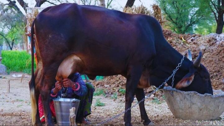 कुल मिलाकर कहें तो थोड़ी सी सावधानी और एक्सपर्ट्स की इन सलाहों को मानकर आप अपने पशुओं को गर्मी के कहर से बचा सकते हैं. जब पशु स्वस्थ और कूल रहेंगे. तो वे खुश होकर दूध भी पूरा देंगे. एक जागरूक पशुपालक बनकर आप इस मौसम में भी अपनी डेयरी के बिजनेस को मुनाफे में रख सकते हैं.