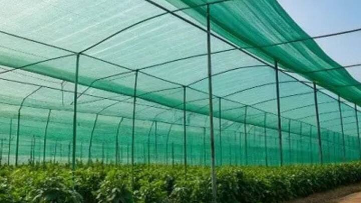 खेतों के चारों तरफ छायादार पेड़ या ऊंची फसलें लगाकर आप एक विंडब्रेकर तैयार कर सकते हैं जो गर्म हवाओं की रफ्तार को कम कर देता है. लू के सीधे अटैक को रोकने के लिए यह एक परमानेंट और सस्ता समाधान है. इसके अलावा छोटे पौधों के लिए नेट हाउस या अस्थायी ग्रीन हाउस का इस्तेमाल करना भी काफी फायदेमंद साबित होता है.