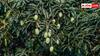 Mango Farming: पेड़ पर लगाना है आम का भंडार, इस स्प्रे से फलों के राजा से भर जाएगा बाग