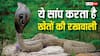 इस सांप को कहा जाता है किसान मित्र, ऐसे करता है आपके खेत की सुरक्षा, भूलकर भी न मारें इसे