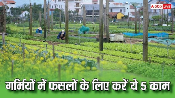 सूरज के प्रकोप के सामने भी आसानी से टिक जाएगी फसल, बस करने होंगे ये पांच काम सूरज के प्रकोप के सामने भी आसानी से टिक जाएगी फसल, बस करने होंगे ये पांच काम