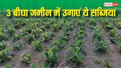 3 बीघा जमीन में भी आसानी से होगी लाखों की कमाई, पार्टिशन करके करें इन सब्जियों की बुवाई