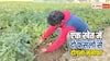इस जुगाड़ से एक खेत में उगा सकते हैं दो फसल, होगी तगड़ी कमाई
