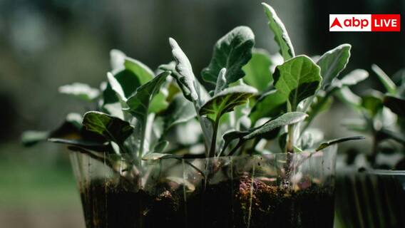 Kitchen Gardening: किचन गार्डन में ऐसे करें बैंगन की खेती, बाजार से खरीदने की नहीं पड़ेगी जरूरत Kitchen Gardening: किचन गार्डन में ऐसे करें बैंगन की खेती, बाजार से खरीदने की नहीं पड़ेगी जरूरत
