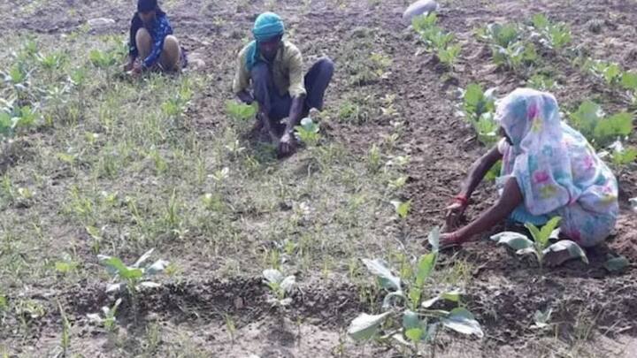 फसल की देखरेख के दौरान खरपतवार नियंत्रण और खाद का सही तालमेल बिठाना बहुत आवश्यक है. बीच-बीच में निराई-गुड़ाई करने से पौधों की जड़ों को हवा मिलती है और वे मजबूत होते हैं. इसके अलावा अगर किसी बीमारी के लक्षण दिखें, तो तुरंत विशेषज्ञों की सलाह लेकर कीटनाशक का छिड़काव करना चाहिए.