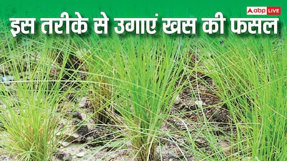 खेती से बनना है मालामाल? खस की फसल देगी आपको साल भर तगड़ा मुनाफा खेती से बनना है मालामाल? खस की फसल देगी आपको साल भर तगड़ा मुनाफा