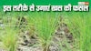 खेती से बनना है मालामाल? खस की फसल देगी आपको साल भर तगड़ा मुनाफा