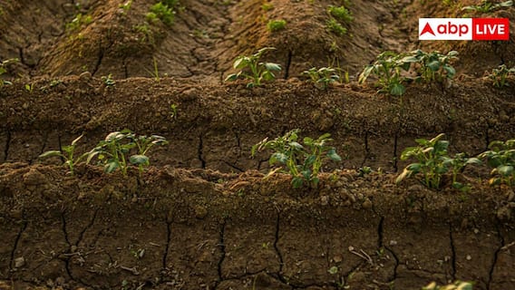 Potato Farming Tips: आलू की फसल में कर लिया ये काम तो होगी बंपर पैदावार, वजन के साथ बढ़ जाएगा आलू का साइज Potato Farming Tips: आलू की फसल में कर लिया ये काम तो होगी बंपर पैदावार, वजन के साथ बढ़ जाएगा आलू का साइज