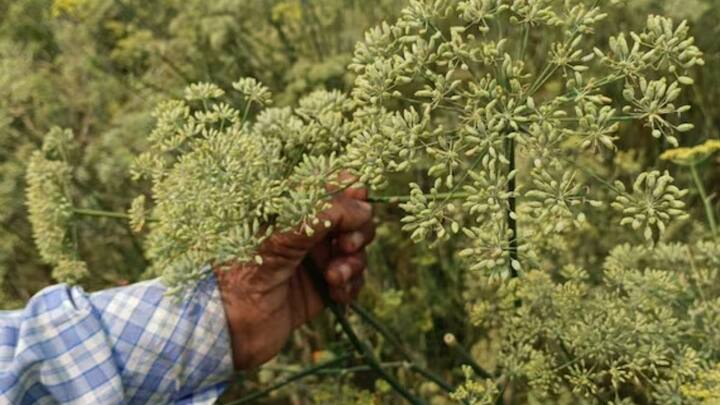 लगभग 100 से 120 दिनों में जब फसल भूरे रंग की दिखने लगे. तब इसकी कटाई कर लेनी चाहिए. कटाई के बाद फसल को अच्छी तरह सुखाकर दानों को अलग करना और फिर उन्हें साफ करके बाजार में बेचना ही मुनाफे की असली चाबी है. सही तरीके से तैयार किया गया जीरा बाजार में बहुत ऊंचे दामों पर बिकता है.