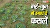 Summer Crops: मई-जून के सीजन में ये फसलें देंगी तगड़ा रिटर्न, खेती को बनाएं मुनाफे का बिजनेस