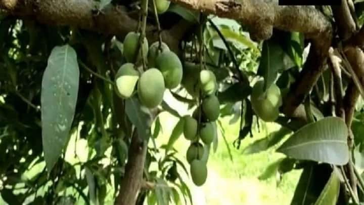 इस तकनीक की सबसे खास बात यह है कि इसमें मेहनत कम और फायदे डबल हैं. आपको बस बाग के खाली हिस्सों में मधुमक्खियों के बॉक्स सेट करने होते हैं. इसके लिए कोई अलग से बड़ी जमीन की जरूरत नहीं पड़ती. यह इंटर-क्रॉपिंग का एक ऐसा मॉडर्न वर्जन है. जहां एक ही छत के नीचे दो अलग-अलग बिजनेस एक साथ फलते-फूलते हैं.