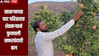 साताऱ्याच्या घाट परिसरात शेतकऱ्यानं फुलवली सफरचंद बाग, राज्यभर गाजतोय प्रयोग, बाग पाहण्यासाठी मोठी गर्दी