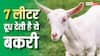 किसानों की किस्मत बदल देगी यह स्विस बकरी, 7 लीटर दूध के साथ बना देगी मालामाल