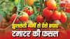 झुलसती लू का टमाटर की फसल पर नहीं होगा असर, अपनाएं ये तकनीक और गर्मी में भी पाएं बंपर पैदावार