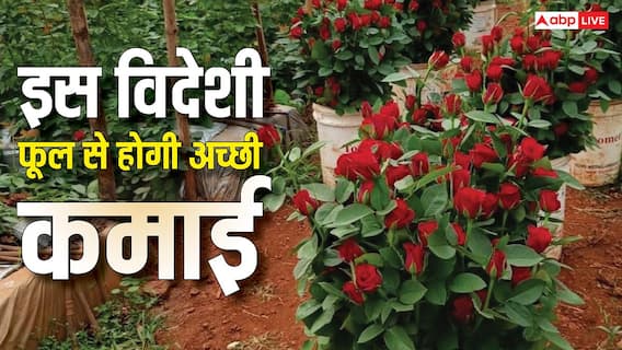 रोजाना होगी 5000 की कमाई, आधे एकड़ में शुरू करें इस विदेशी गुलाब की खेती