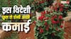 रोजाना होगी 5000 की कमाई, आधे एकड़ में शुरू करें इस विदेशी गुलाब की खेती