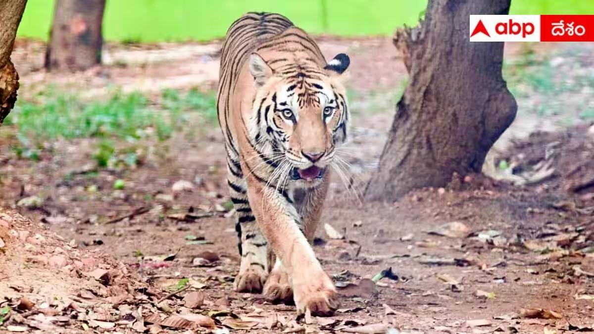 Tiger Latest News: 5 నెలలు, 5 జిల్లాలు.. దోబూచులాడుతోన్న పెద్ద‌పులి.. రోజుకో చోట తిరుగుతూ ముప్పుతిప్ప‌లు