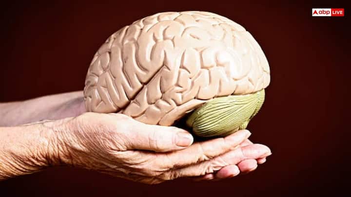 महिलाएं आमतौर पर मौखिक संचार में बेहतर प्रदर्शन करती हैं. क्योंकि भाषा केंद्र दोनों गोलार्ध में सक्रिय होते हैं. पुरुष अक्सर स्थानीय जागरूकता, दिशा निर्देश और समस्या समाधान में माहिर होते हैं. ऐसा इसलिए क्योंकि इन क्षमताओं से जुड़े मस्तिष्क क्षेत्रों में अंतर होता है.