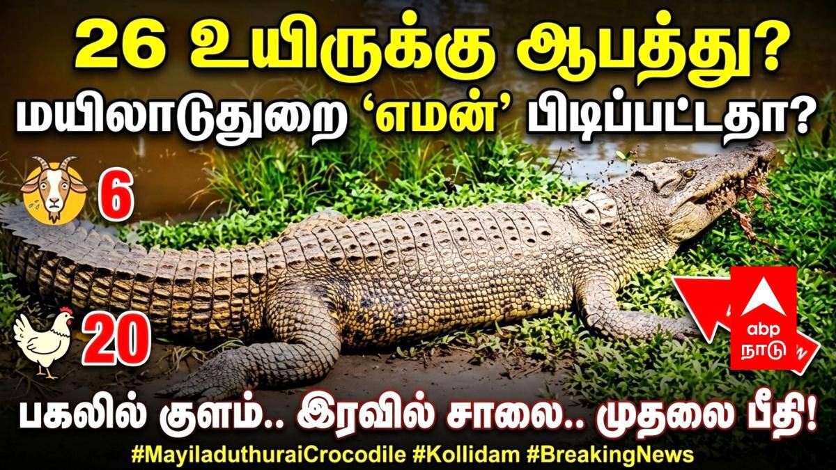 “அலறியடித்து ஓடும் மக்கள்!” - மயிலாடுதுறையில் ஒரு ஆண்டாக பதுங்கியிருந்த ராட்சத உருவம் மீண்டும் அட்டகாசம்.