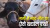 बढ़ती गर्मी में कम हो जाता है दूध का उत्पादन, अपनी गाय-भैंस का ऐसे रखें ख्याल