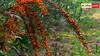 Sea Buckthorn Farming: कैसे की जाती है सी-बकथॉर्न की खेती, भारत में सिर्फ एक जगह होती है इसकी पैदावार