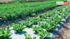 High Profit Crops: एक एकड़ में सबसे ज्यादा कमाई कराती हैं ये फसलें, आप भी हो सकते हैं मालामाल 