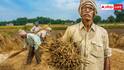 Fasal Beema Yojana: फसल बीमा योजना में कैसे करें क्लेम, यहां पूरा प्रोसेस जान लें किसान