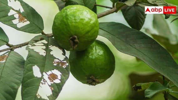 Taiwan Pink Guava Cultivation: ताइवान पिंक अमरूद की खेती करके कैसे मुनाफा कमा सकते हैं किसान, पूरे साल होगी बंपर कमाई Taiwan Pink Guava Cultivation: ताइवान पिंक अमरूद की खेती करके कैसे मुनाफा कमा सकते हैं किसान, पूरे साल होगी बंपर कमाई